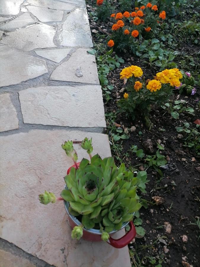 Apartmani 15 采蒂涅 外观 照片